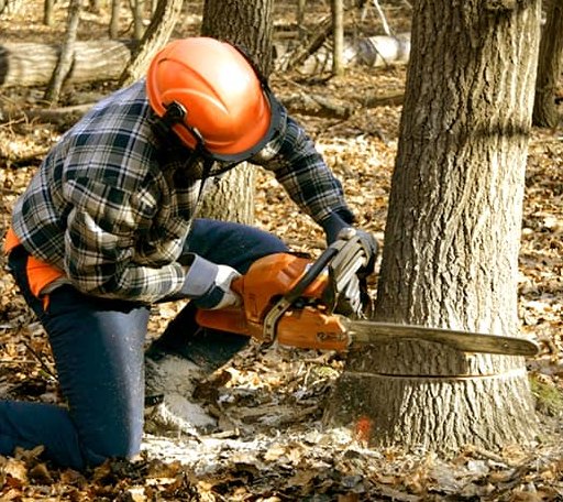 Tree Removal in Bogata, TX
